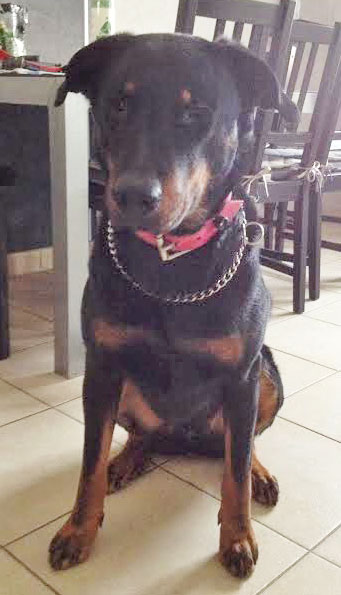  beauceron de travail 